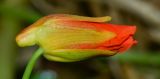 Tropaeolum majus