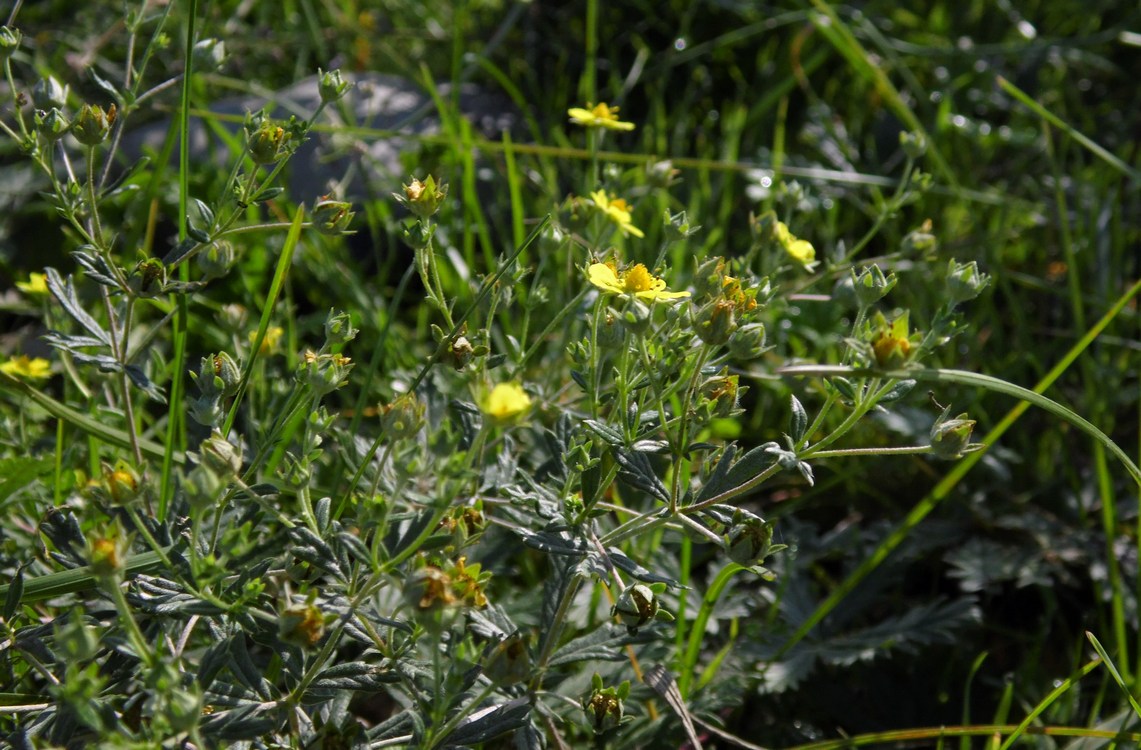 Изображение особи Potentilla argentea.