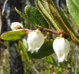 Chamaedaphne calyculata