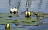 Nymphaea candida