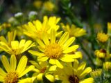 Senecio erucifolius