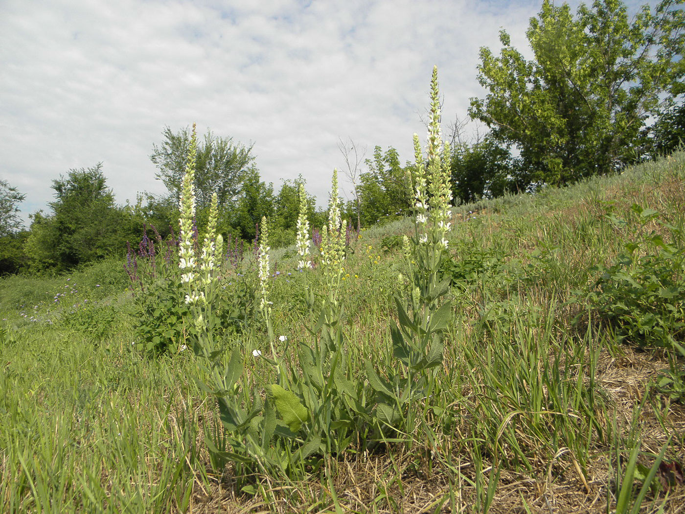 Изображение особи Salvia tesquicola.