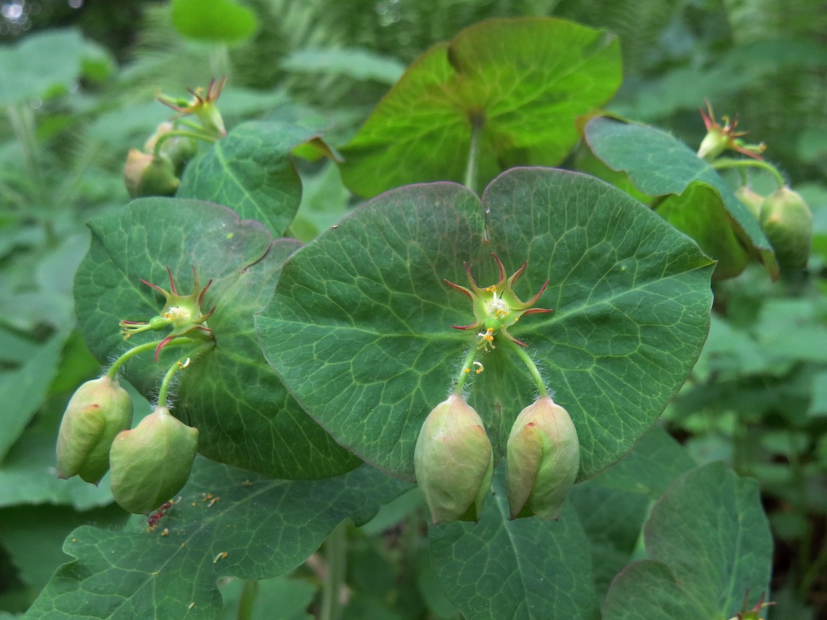 Изображение особи Euphorbia macroceras.