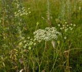 Pimpinella nigra. Верхушка цветущего растения. Пермский край, Кунгурский р-н, долина р. Ирень в р-не урочища Кокуй, правый берег, луг. 22 июля 2017 г.