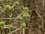 Eryngium campestre. Веточка общего соцветия. Греция, о-в Крит, ном Ханья (Νομός Χανίων), дим Киссамос (Κίσσαμος), рудеральное местообитание между сельскохозяйственными угодьями и просёлочной дорогой. 20 июня 2017 г.