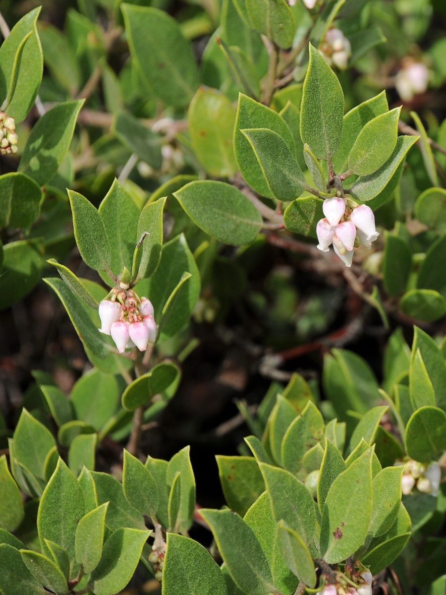 Изображение особи Arctostaphylos hookeri ssp. franciscana.