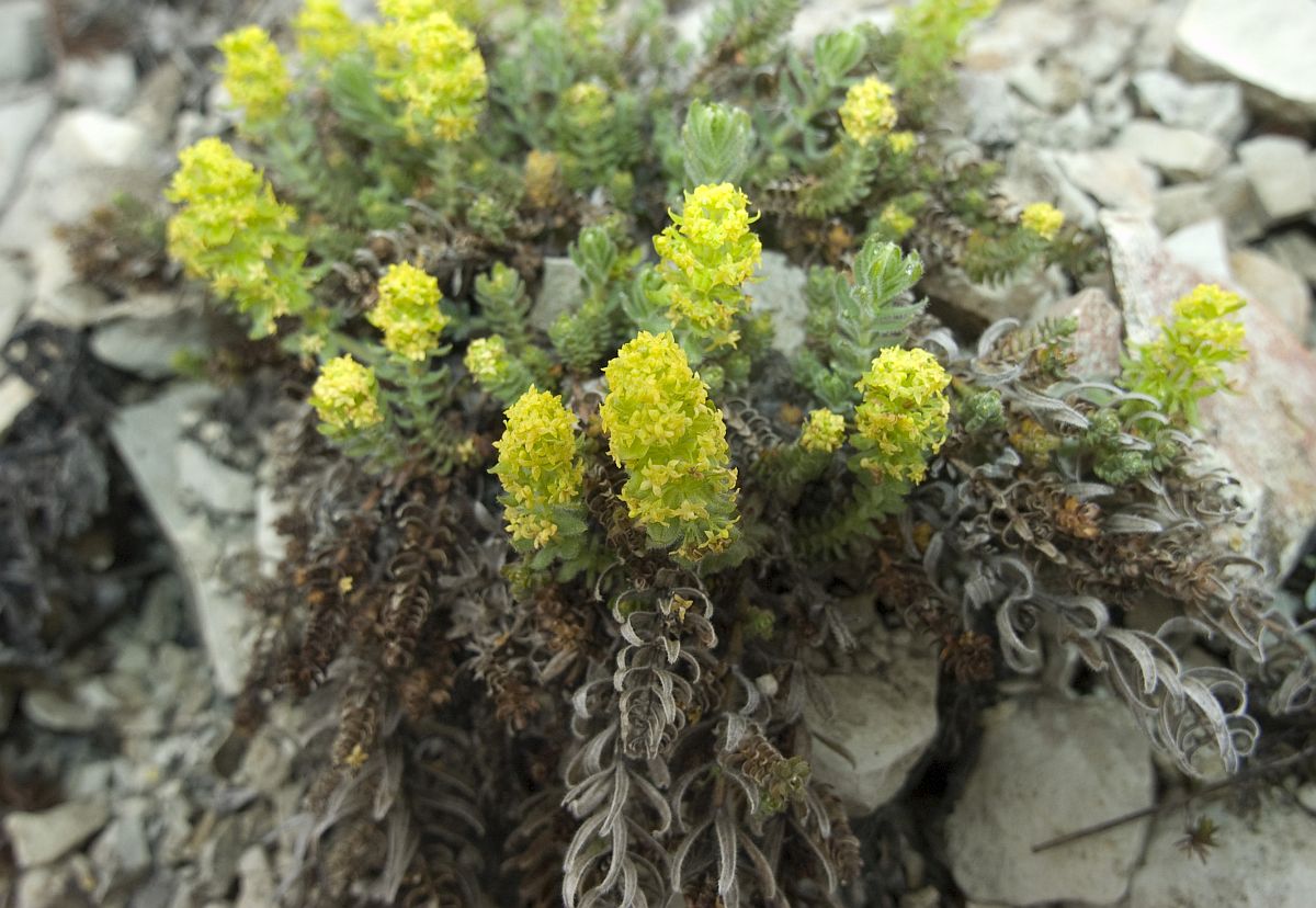 Image of Cruciata taurica specimen.