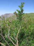 Astragalus ugamicus. Плодоносящее растение в сообществе ксерофильных кустарников. Казахстан, Южно-Казахстанская обл., Сырдарья-Туркестанский государственный региональный природный парк, Боралдайский филиал. 25.05.2016.