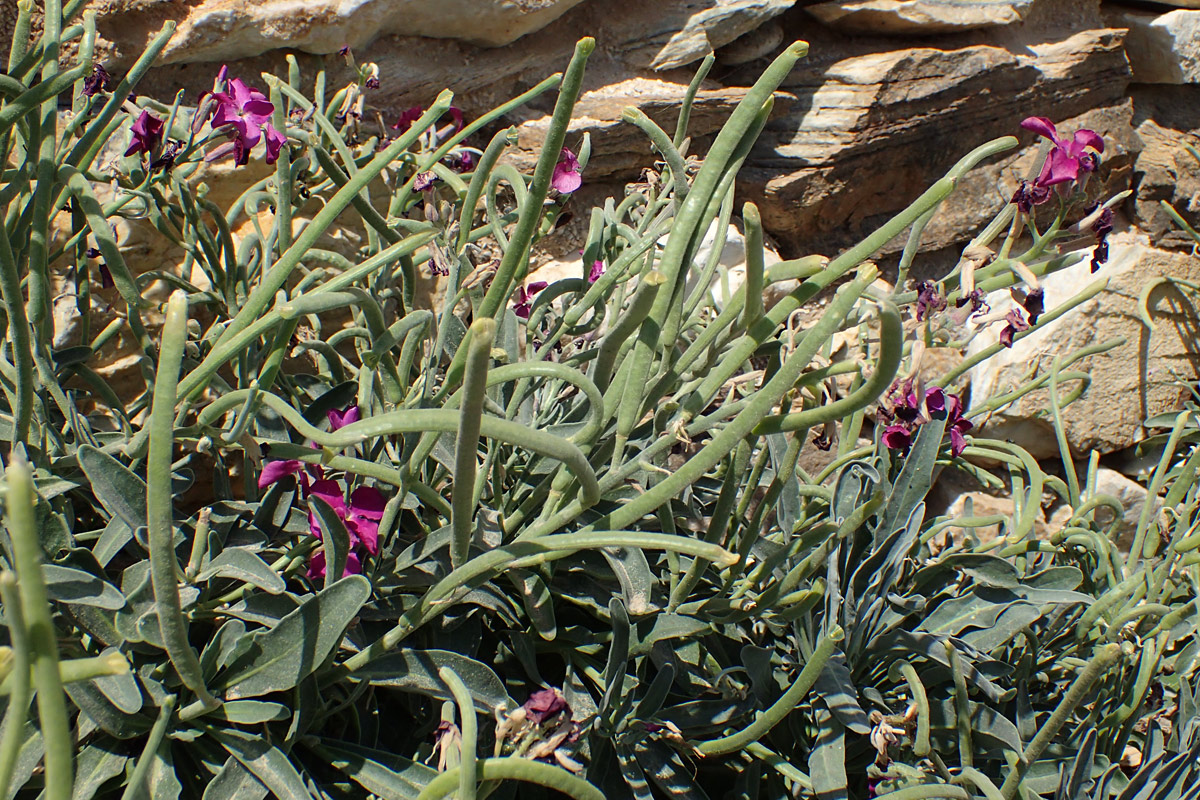 Изображение особи Matthiola incana.