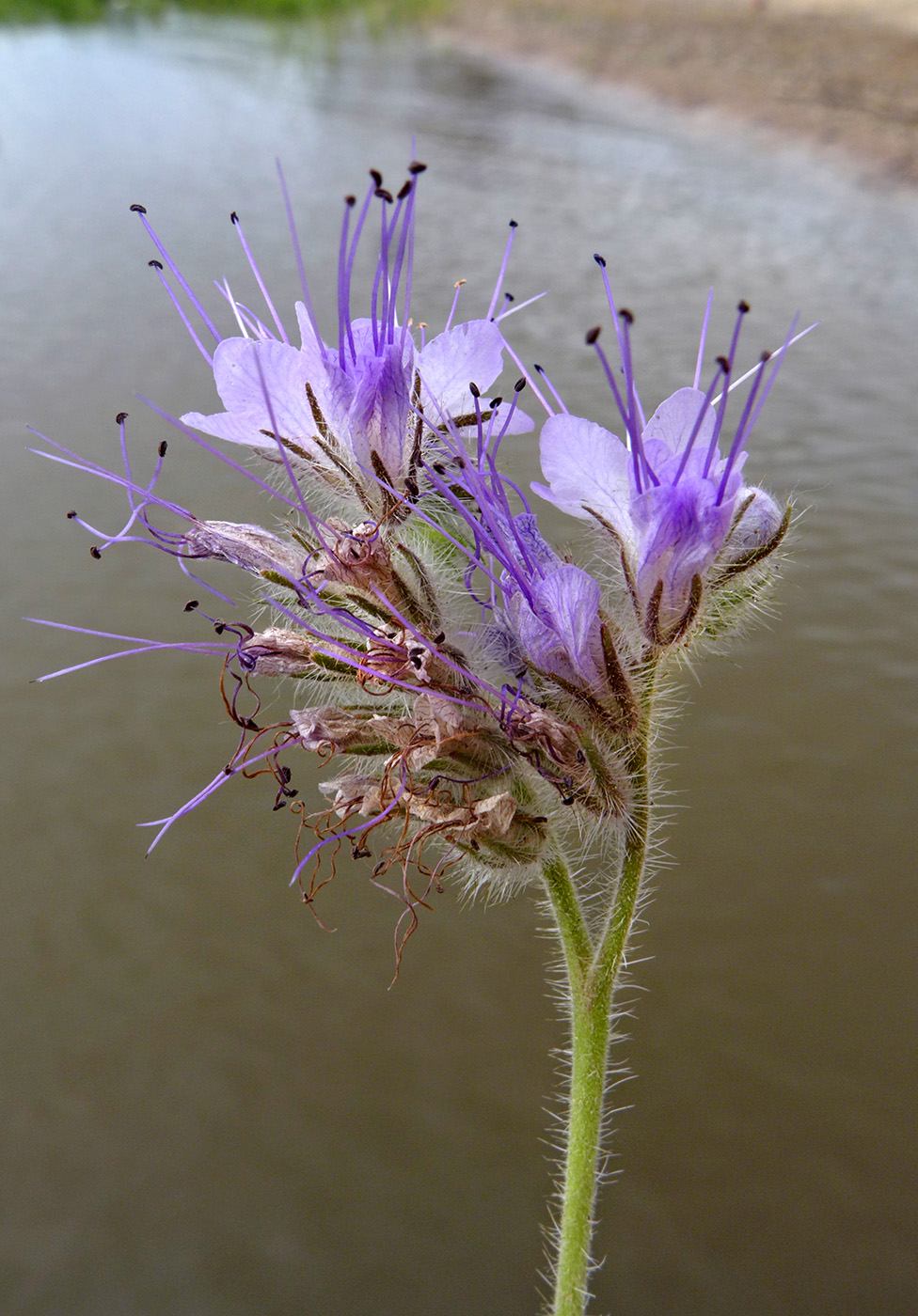 Image of Phacelia tanacetifolia specimen.