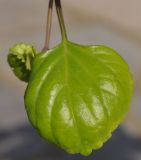 Plectranthus verticillatus