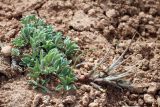 Astragalus dolichocarpus. Плодоносящее растение. Узбекистан, Ташкентская обл., Кибрайский р-н, окр. пос. Майский, предгорные холмы. 26.03.2019.