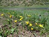 Tulipa dasystemonoides. Цветущие растения на субальпийском лугу возле высокогорного озера. Казахстан, Угамский хребет в р-не Сайрамского пика, выс. около 2700 м н.у.м., истоки р. Сазаната. 28.05.2018.