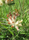 Anthyllis biebersteiniana