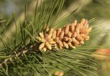 Pinus halepensis