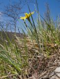 Tragopogon brevirostris. Цветущее растение. Краснодарский край, м/о г. Новороссийск, гора Рябкова, ≈ 500 м н.у.м., задернованное скальное обнажение. 19.04.2020.