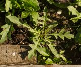 Diplotaxis tenuifolia. Молодое растение. Пермский край, пос. Юго-Камский, частное подворье. 17 июня 2020 г.