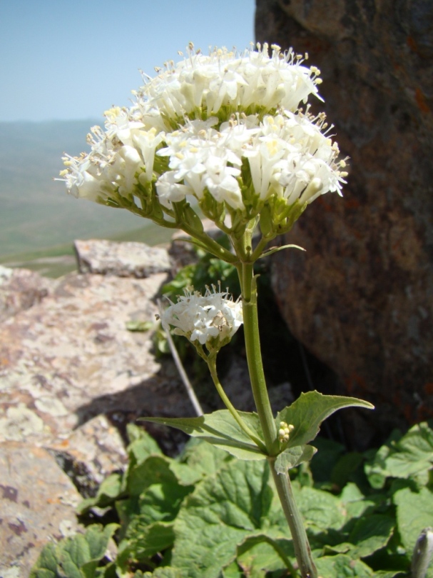 Изображение особи Valeriana tiliifolia.