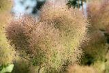 Cotinus coggygria. Соплодие. Краснодарский край, МО г. Анапа, окр. с. Сукко, Черноморское побережье Кавказа, п-ов Абрау, Муркин перевал. 10.06.2019.