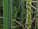 Triglochin maritima