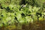 Petasites spurius