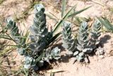 Convolvulus persicus. Вегетирующие растения. Казахстан, г. Актау, на песке на берегу моря. 22 июня 2021 г.