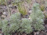 Artemisia sericea