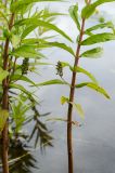 Naumburgia thyrsiflora. Средние части растений с соплодиями. Кировская обл., Афанасьевский р-н, окр. пгт Афанасьево, р. Кама, прибрежное мелководье. 24 июля 2021 г.