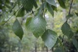 Betula raddeana