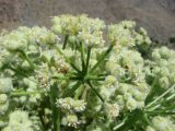 Ferula foetida