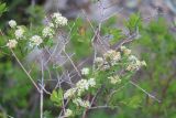 Spiraea crenata