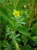 Potentilla argentea