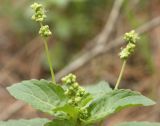 Mercurialis annua