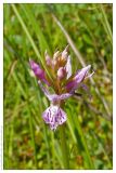 Dactylorhiza maculata