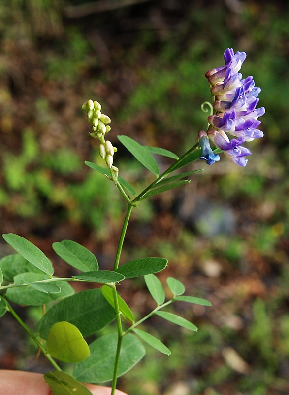 Изображение особи Vicia amurensis.