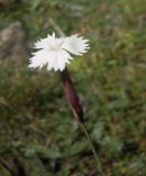 Dianthus cretaceus. Цветок. Кабардино-Балкария, долина р. Кала-Кулак, урочище Джилы-Су, 2400 м н.у.м. 21.07.2012.