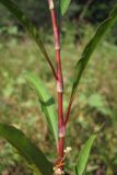 Persicaria lapathifolia