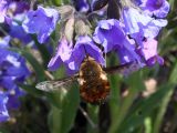 Pulmonaria angustifolia