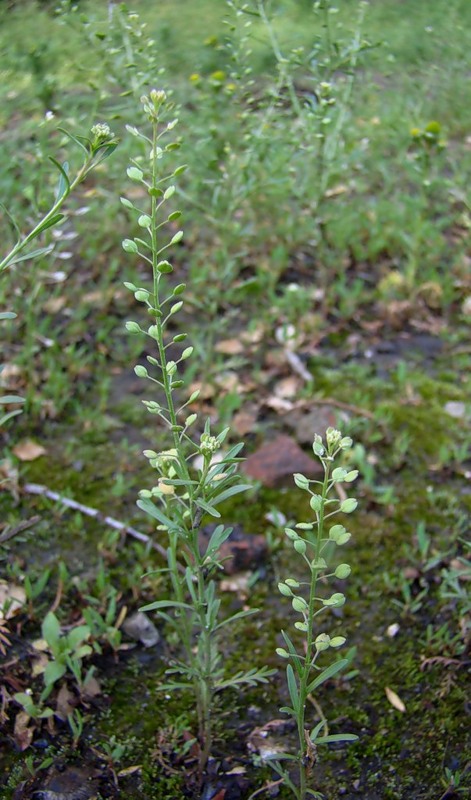 Изображение особи Lepidium ruderale.