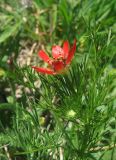 Adonis flammea