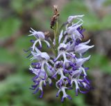 Orchis simia