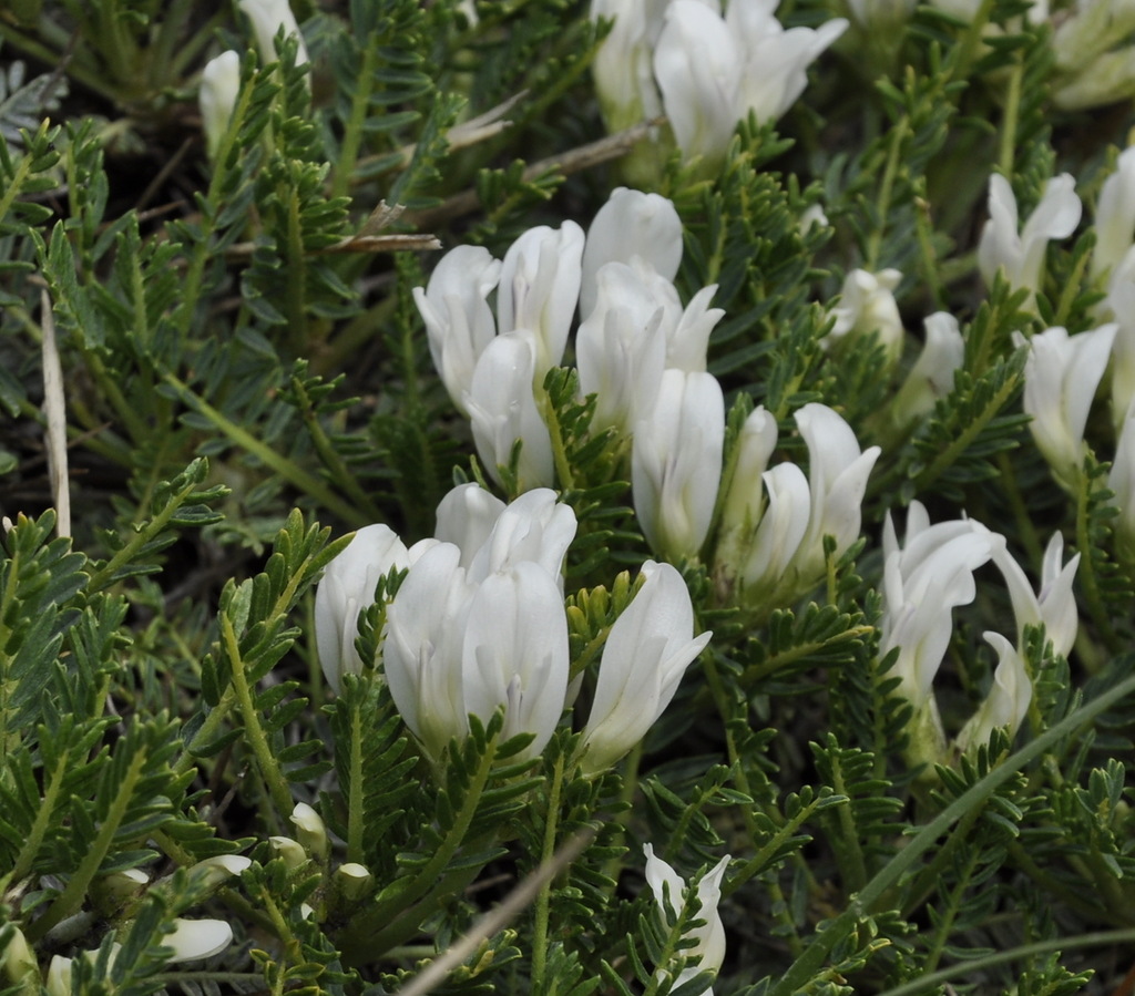 Изображение особи Astragalus angustifolius.