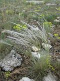 Stipa ucrainica