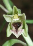 Epipactis krymmontana. Цветок. Крым, СЗ склон Ай-Петринской яйлы, буковый лес. 29 июня 2013 г.