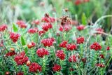 Rhodiola coccinea