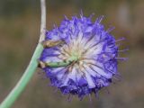 Dipsacus dipsacoides