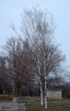 Betula borysthenica