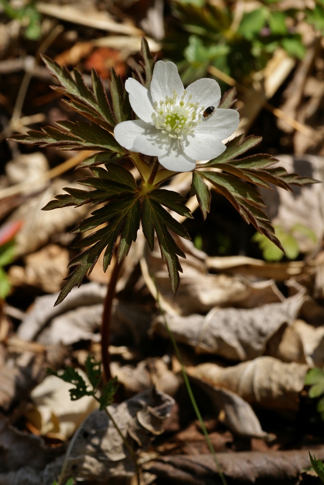 Image of Anemone amurensis specimen.