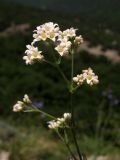 Galium biebersteinii. Верхушка побега с соцветием. Краснодарский край, м/о г. Новороссийск, гора Большой Маркотх. 17.05.2014.