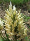 Astragalus austrosibiricus